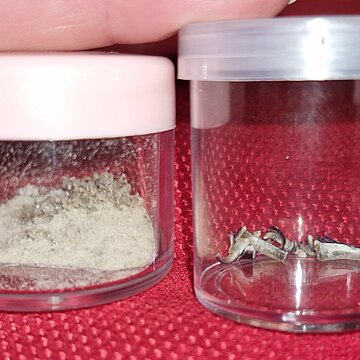 Hornhaut und Fingernägel